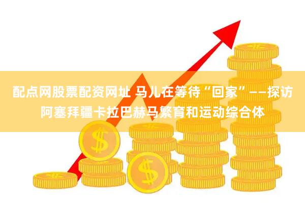 配点网股票配资网址 马儿在等待“回家”——探访阿塞拜疆卡拉巴赫马繁育和运动综合体